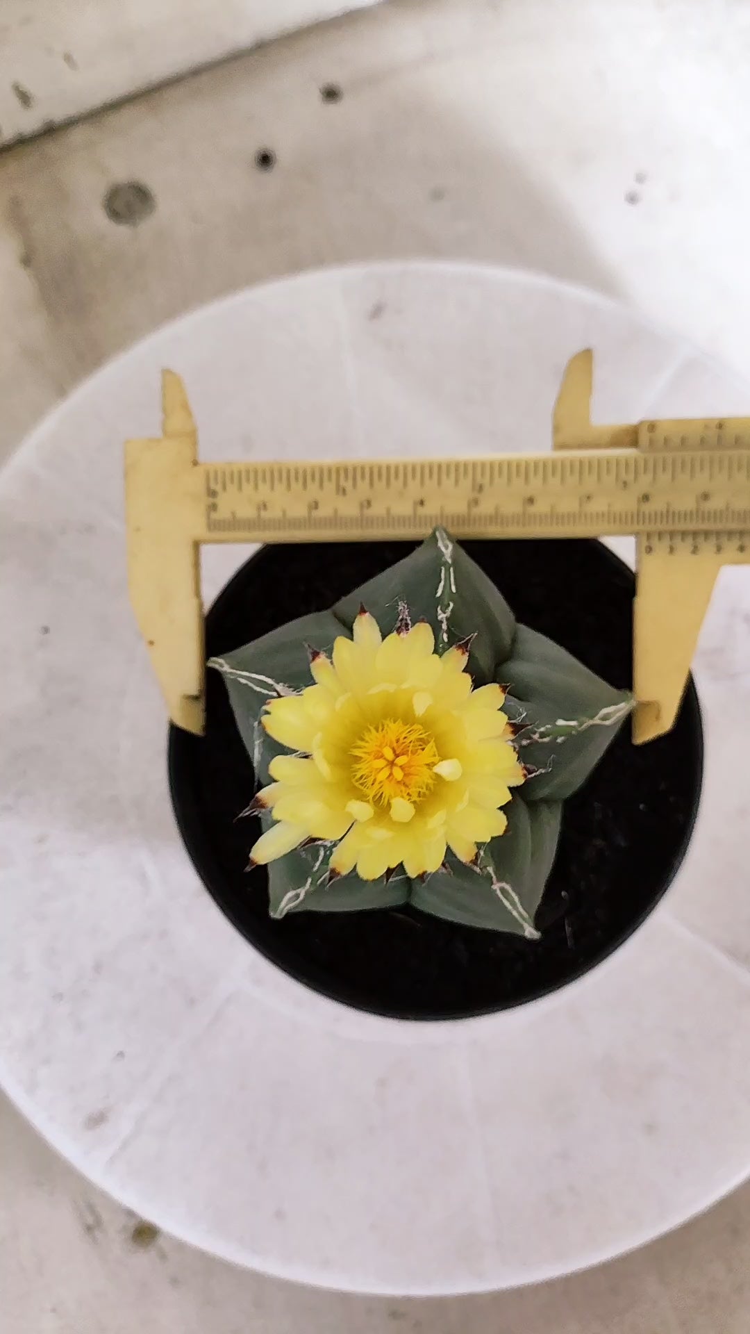 ASTROPHYTUM cv KIKKO  "NUDUM - HAKUJO' Nº 267 – vaso 11