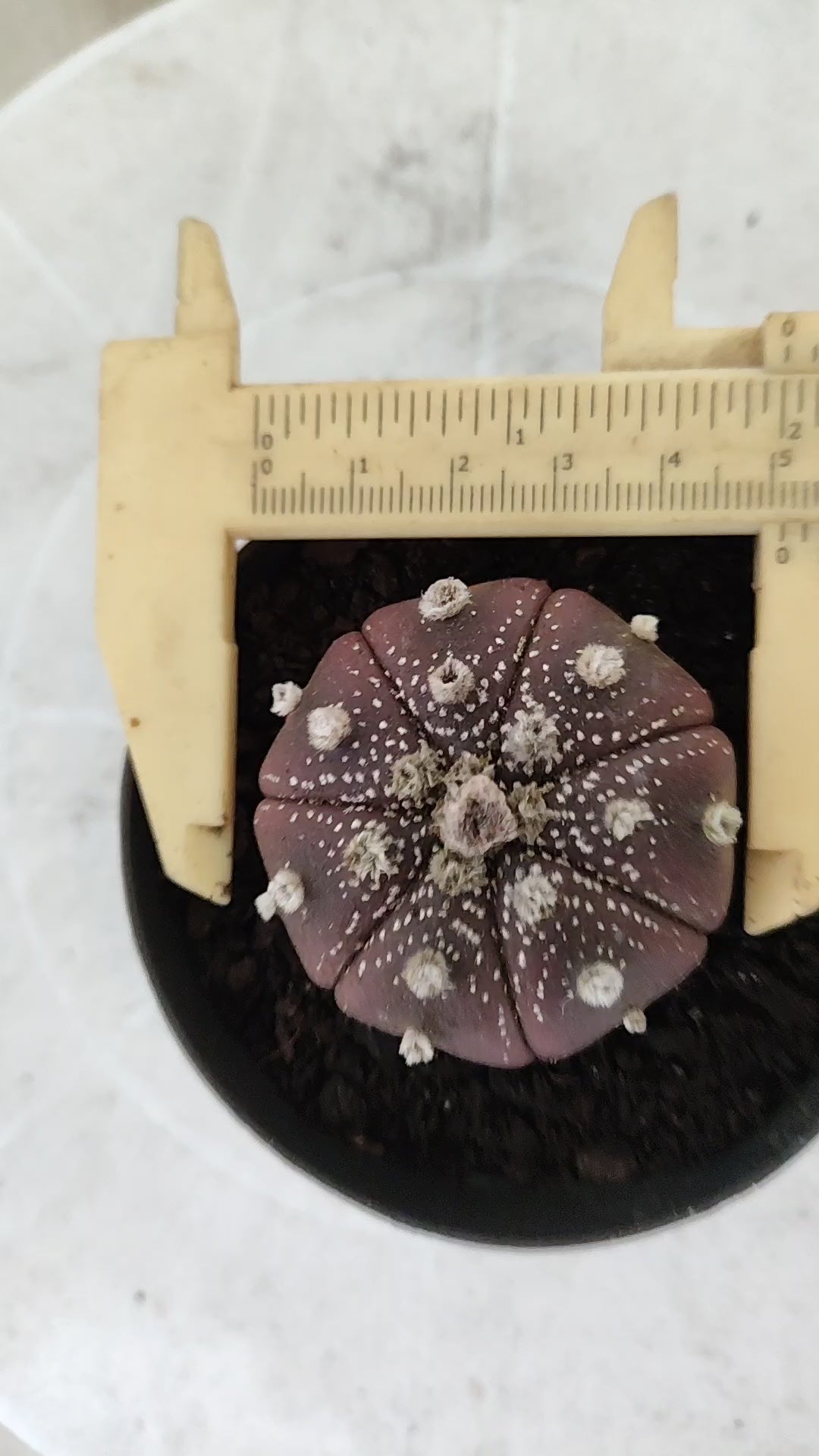 ASTROPHYTUM ASTERIAS "Purple" Nº 1811 – vaso 09