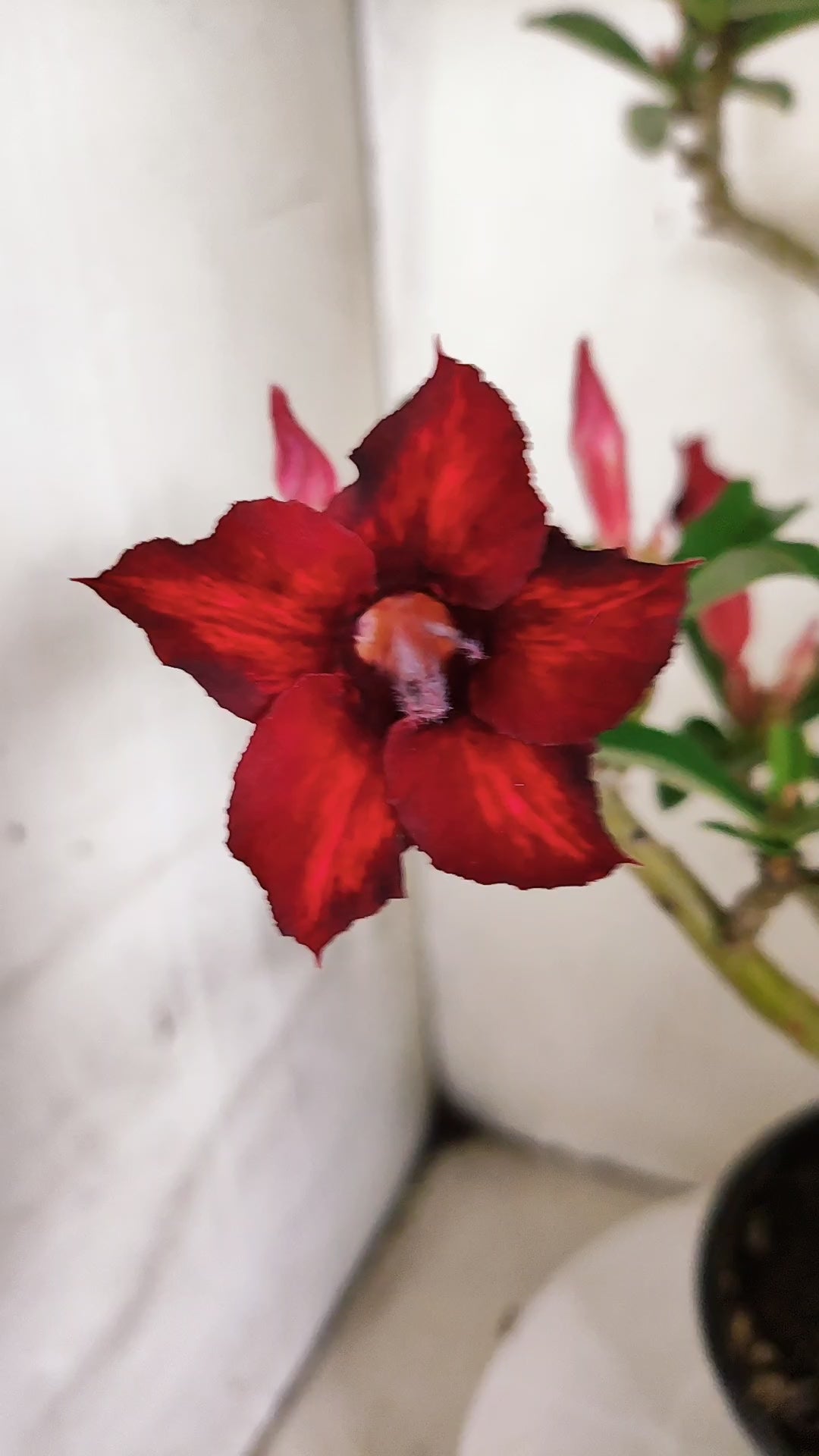 Planta Simples 3634 – 35cm – 02 anos - vaso 15