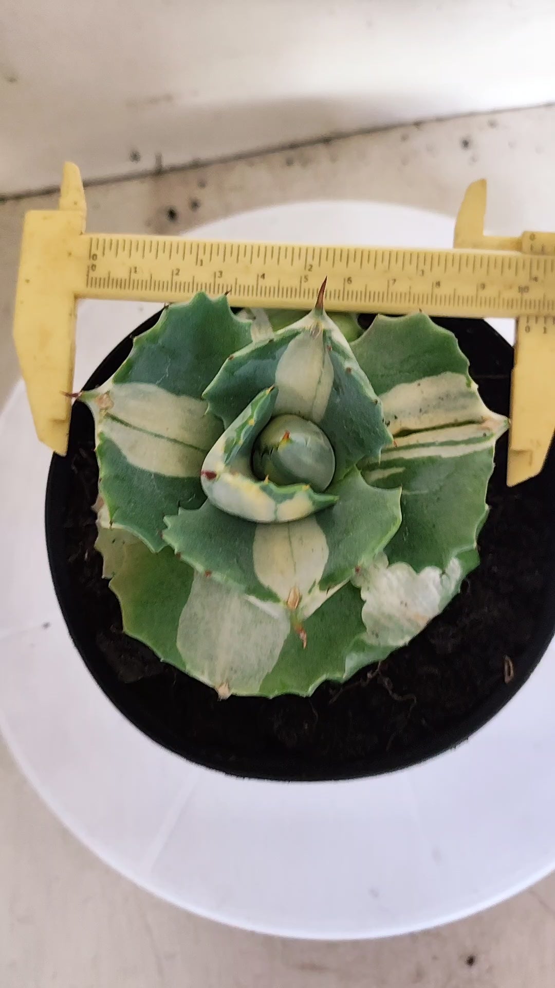 Suculenta AGAVE ISTHMENSIS 'OHI RAIJIN' VARIEGATA  Nº 23 - vaso 15