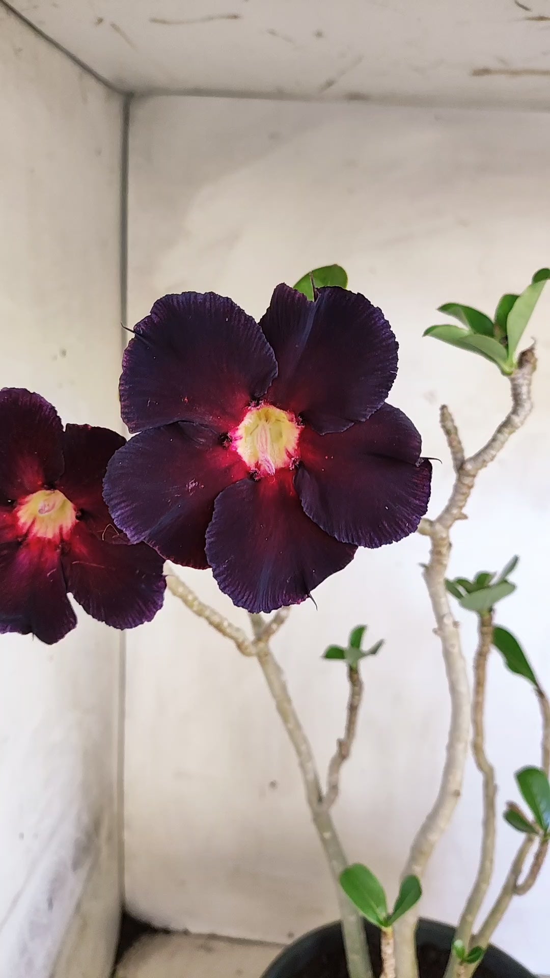 Planta Simples 3614 – 50cm – 04 anos