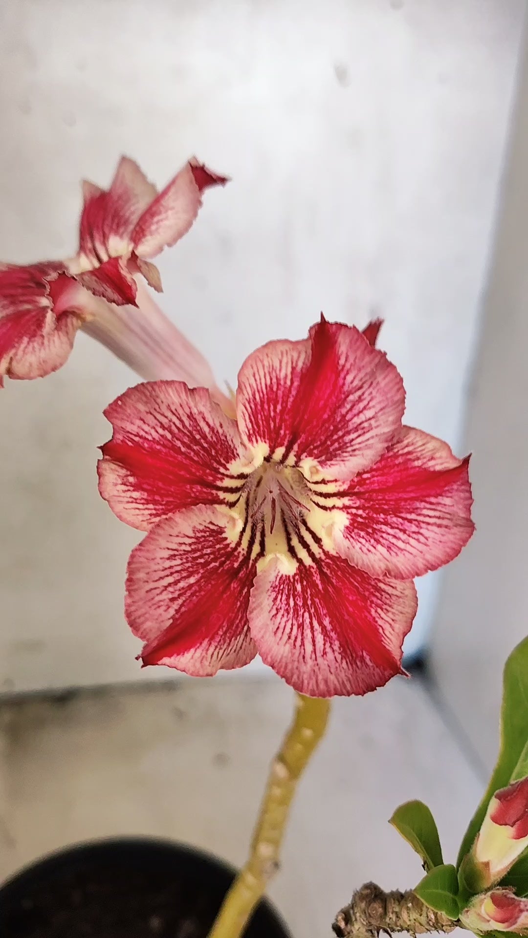 Planta Simples 3572 – 30cm – 02 anos