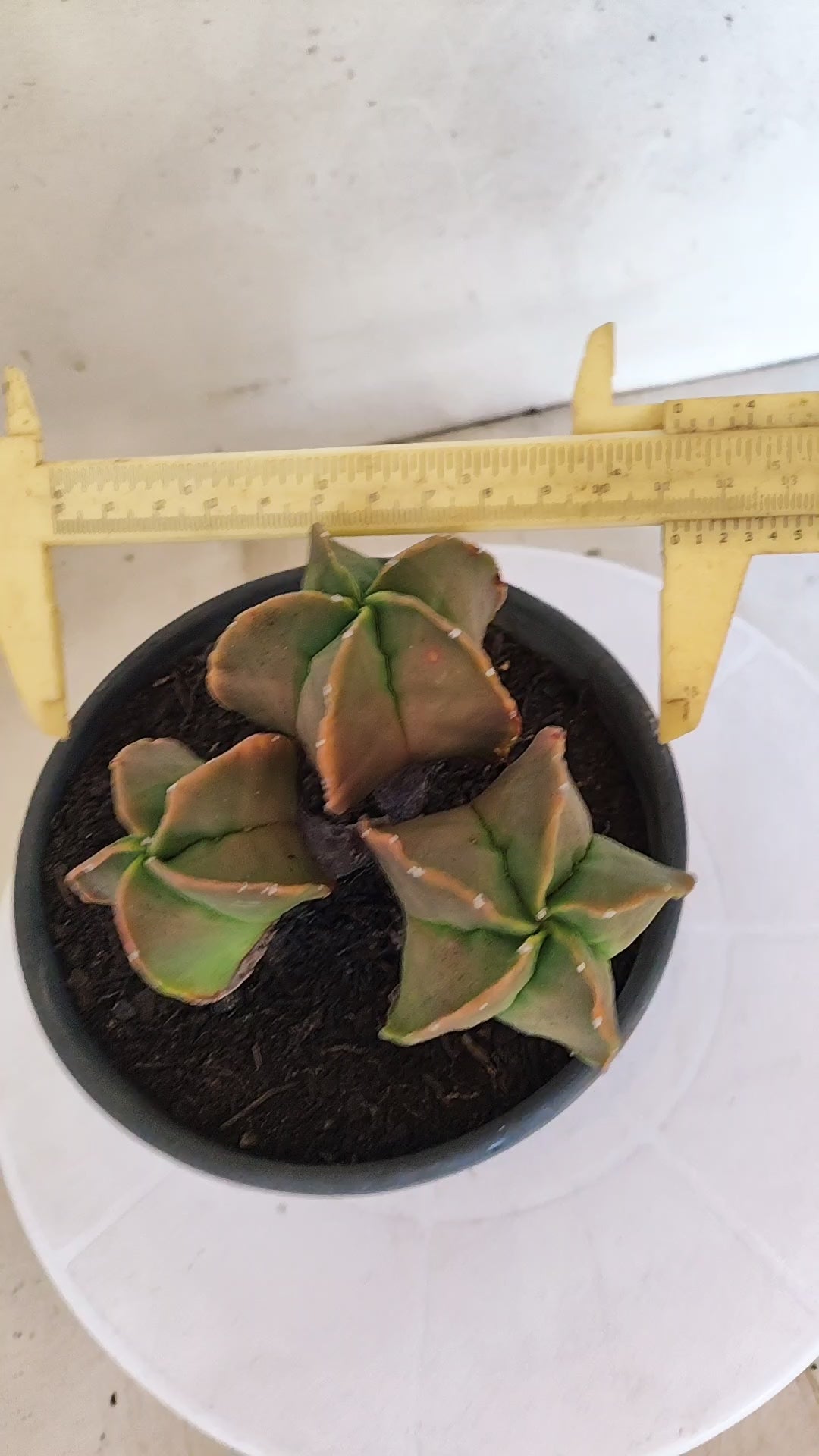 MATRIZ ASTROPHYTUM MYRIOSTIGMA "Colônia" Nº 22 – vaso 15