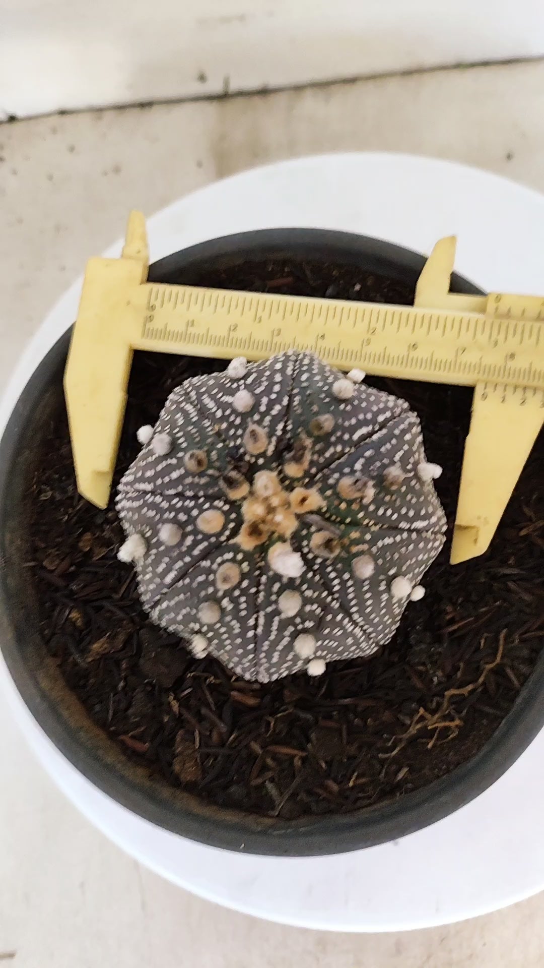 ASTROPHYTUM ASTERIAS "STAR SHAPE - Purple"   Nº 1088 – vaso 15
