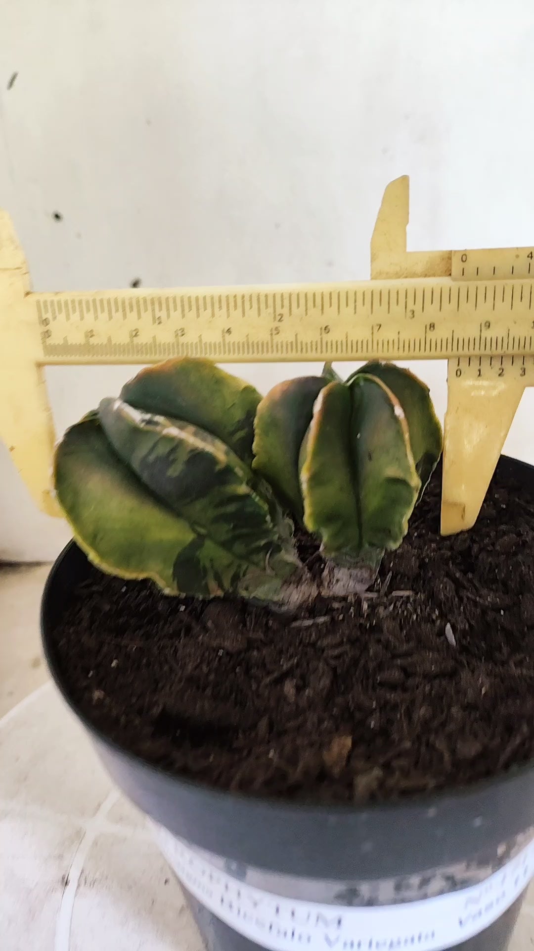 MATRIZ ASTROPHYTUM Myriostigma "Bicéfalo Variegata" Nº 1717 – vaso 15