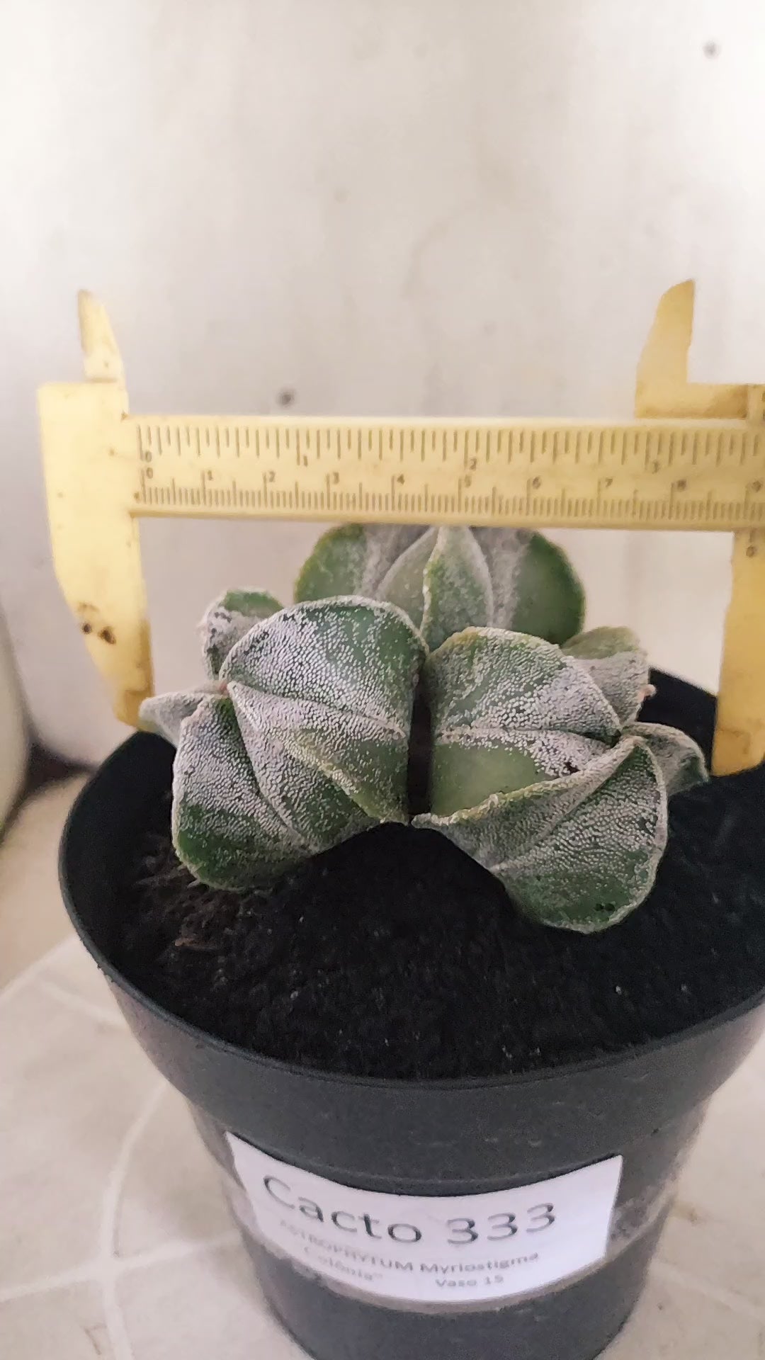 ASTROPHYTUM MYRIOSTIGMA "Colonia" Nº 333 – vaso 15