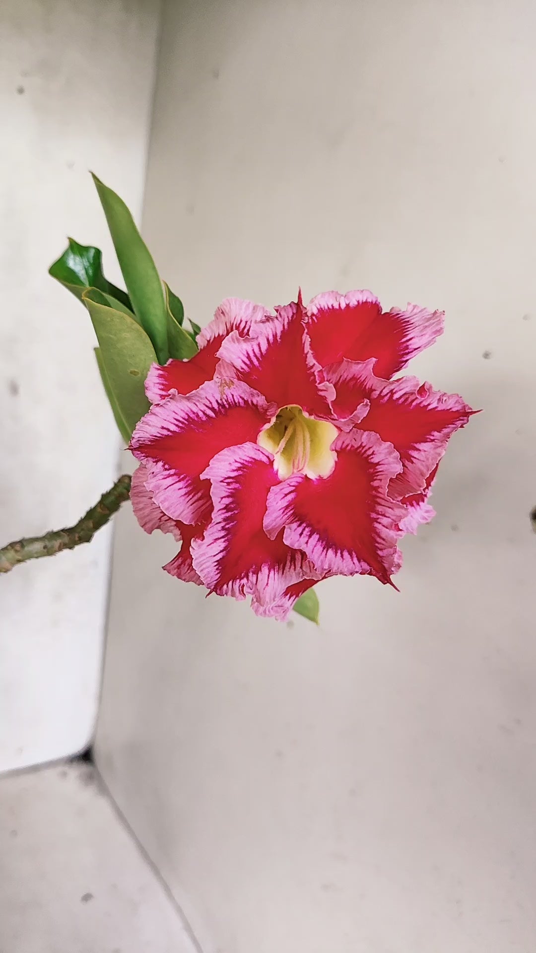 Planta Dobrada 3881 – 30cm – 03 anos