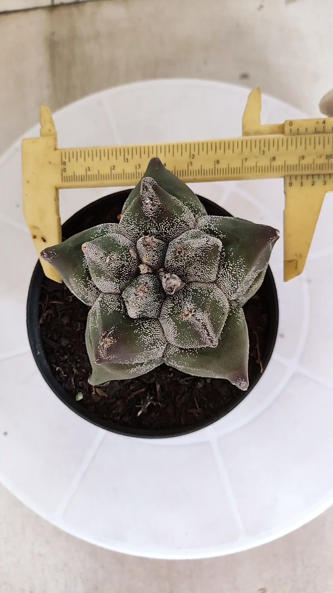 MATRIZ ASTROPHYTUM cv KIKKO   Nº 1330 – vaso 11