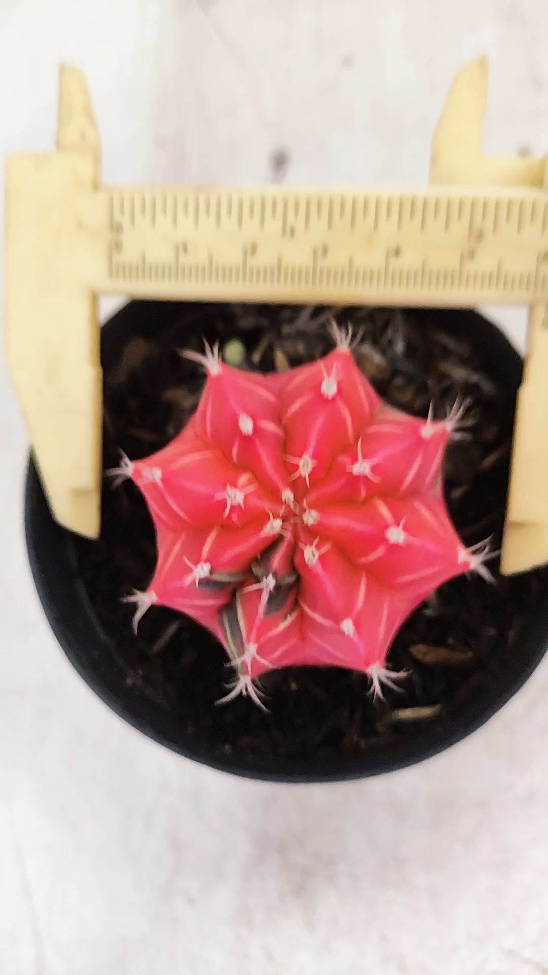 GYMNOCALYCIUM Mihanovichii "Variegata" Nº 707 – vaso 09