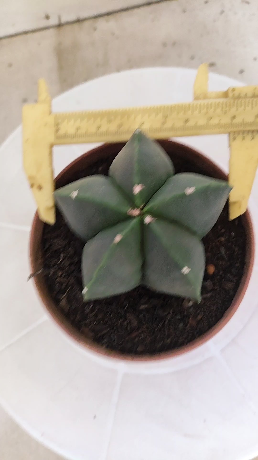 ASTROPHYTUM Myriostigma "Nudum" Nº 1257 – vaso 11