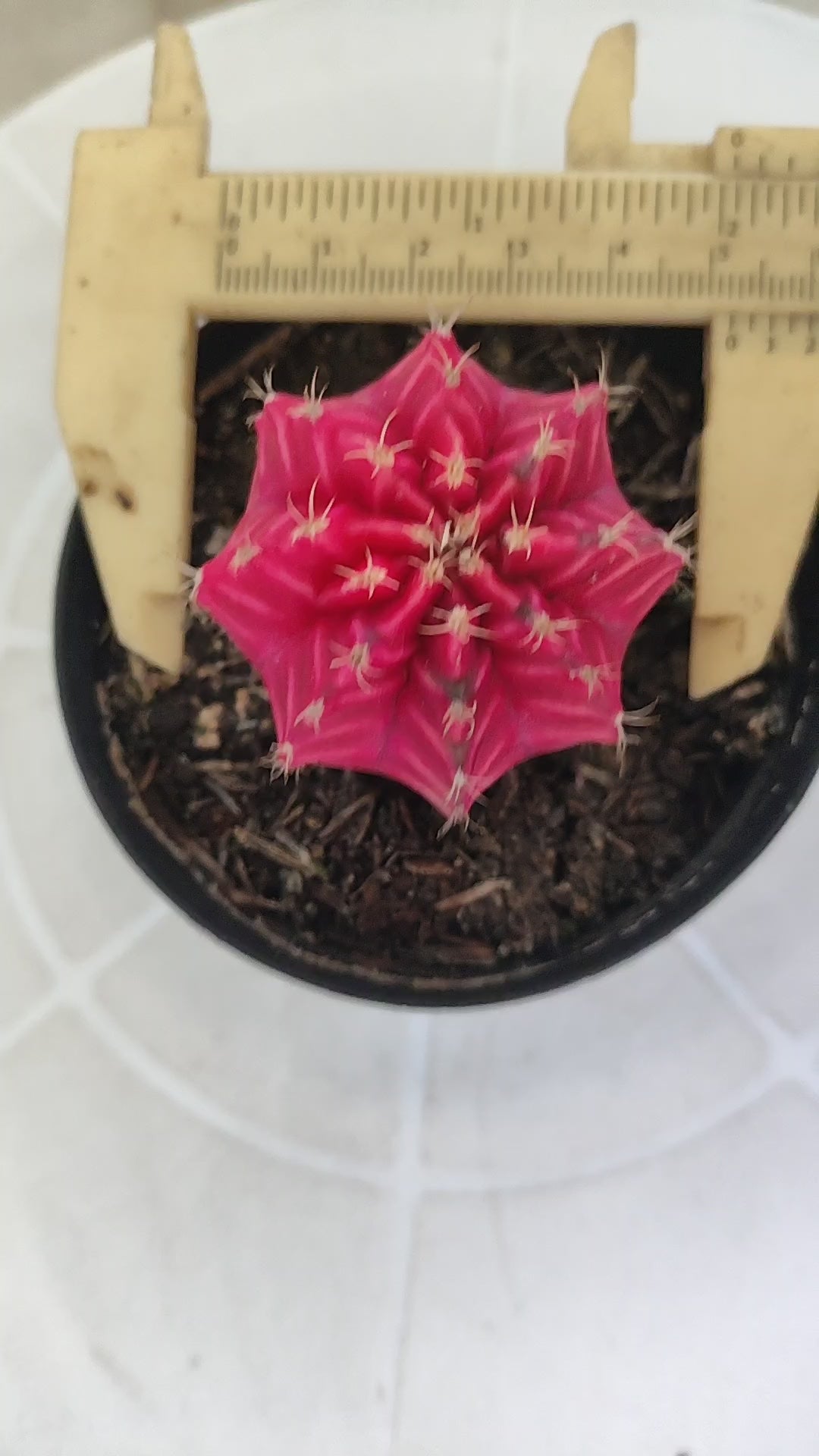 Gymnocalycium Mihanovichii “Variegata” Nº 100 – vaso 09