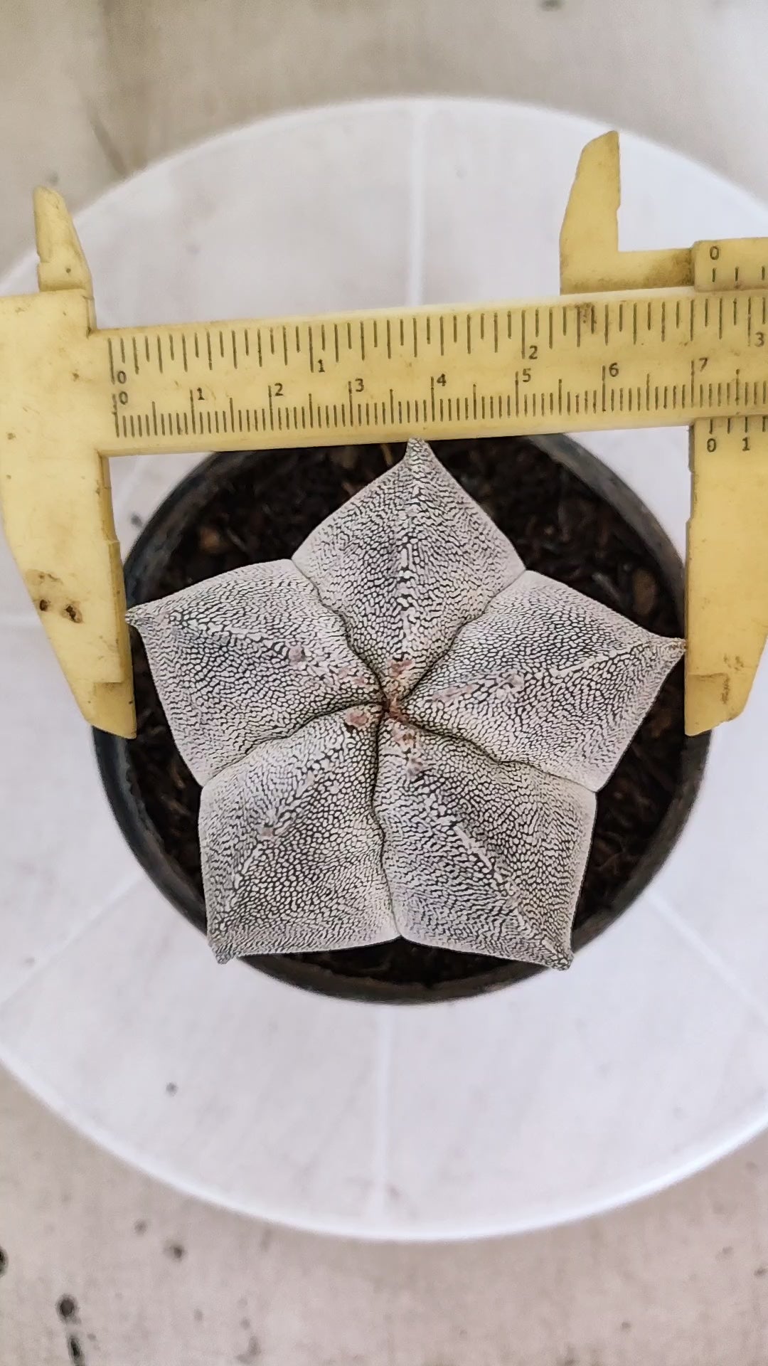 ASTROPHYTUM MYRIOSTIGMA Onzuka  Nº 788 – vaso 11