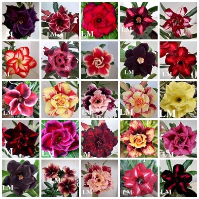 Sementes de polinização cruzada (mix) - Adenium Rosa do Deserto