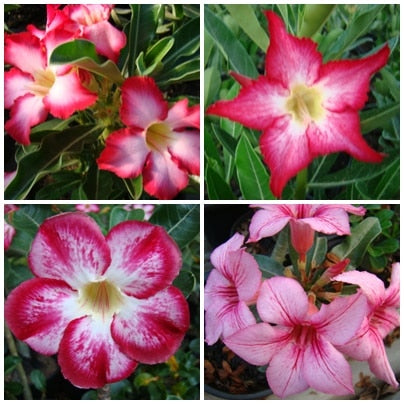 Sementes para cavalo/porta enxerto - Adenium Rosa do Deserto