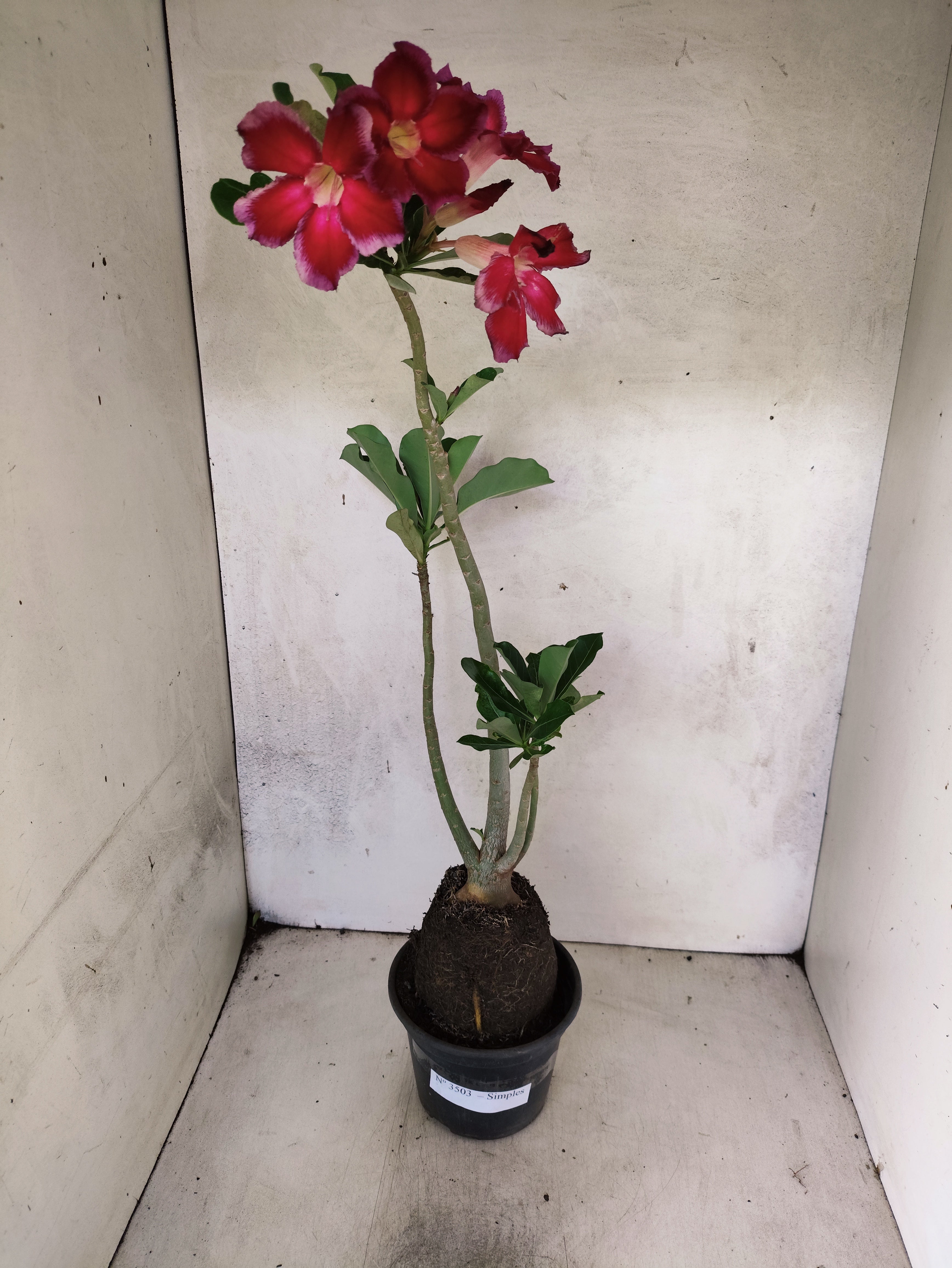 Planta Simples 3503 – 35cm – 03 anos