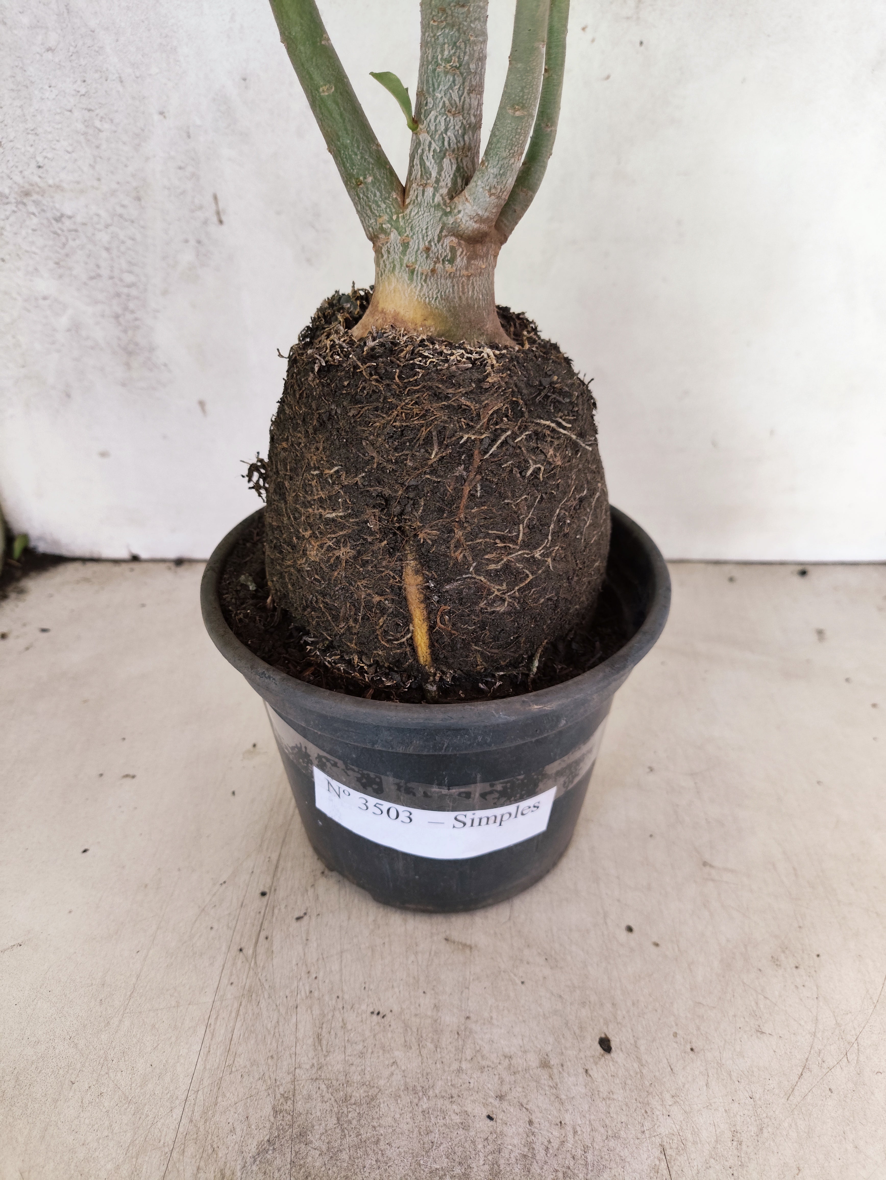 Planta Simples 3503 – 35cm – 03 anos