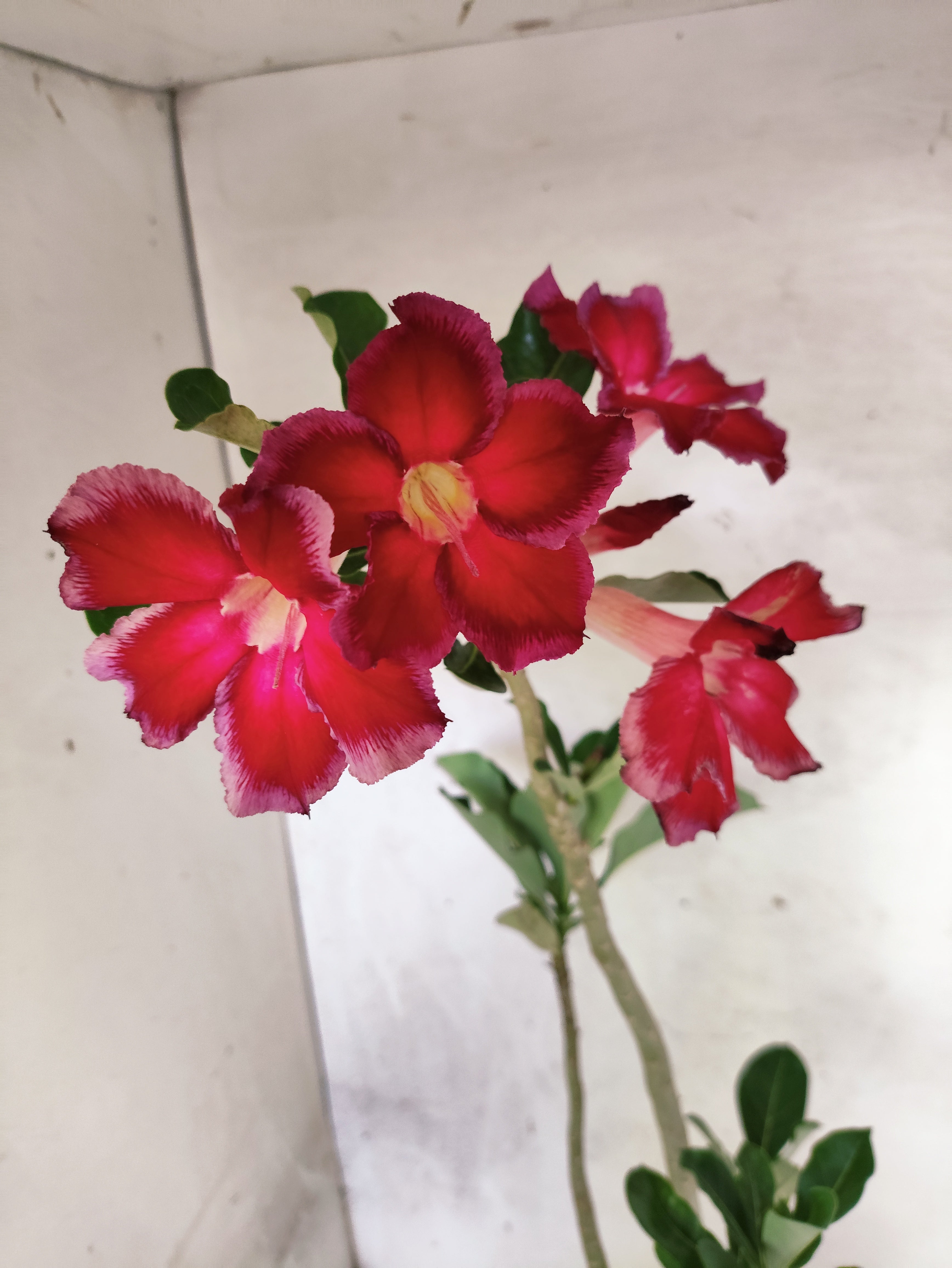 Planta Simples 3503 – 35cm – 03 anos