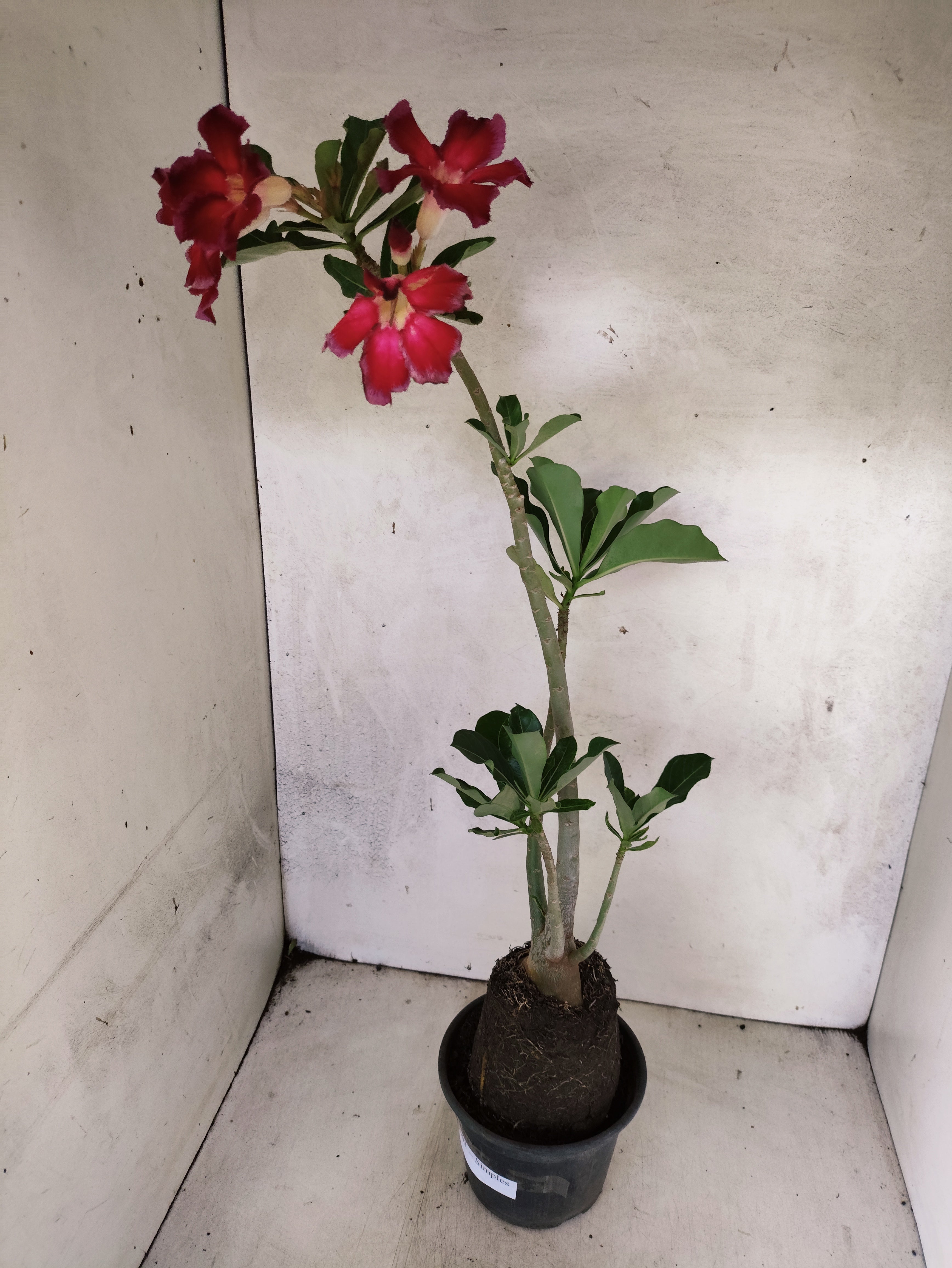 Planta Simples 3503 – 35cm – 03 anos